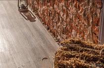 Vinilam Click 3.7мм 511003 Дуб Ульм фото 3 | FLOORDEALER